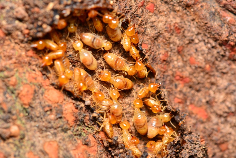 Close up termites or white ants, feed on wood.