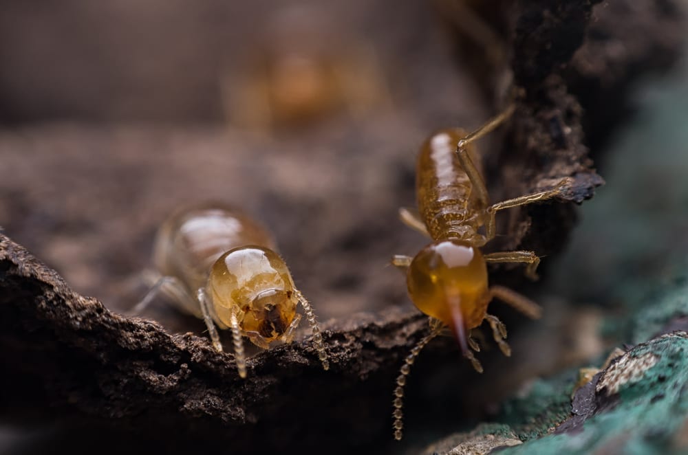 Termite close-up, feeding. 