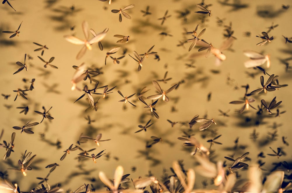 Swarm of termites flying in air.