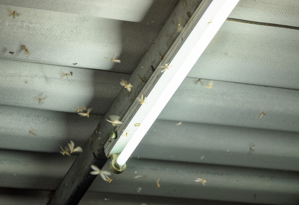 Termites flying around light outside house. 