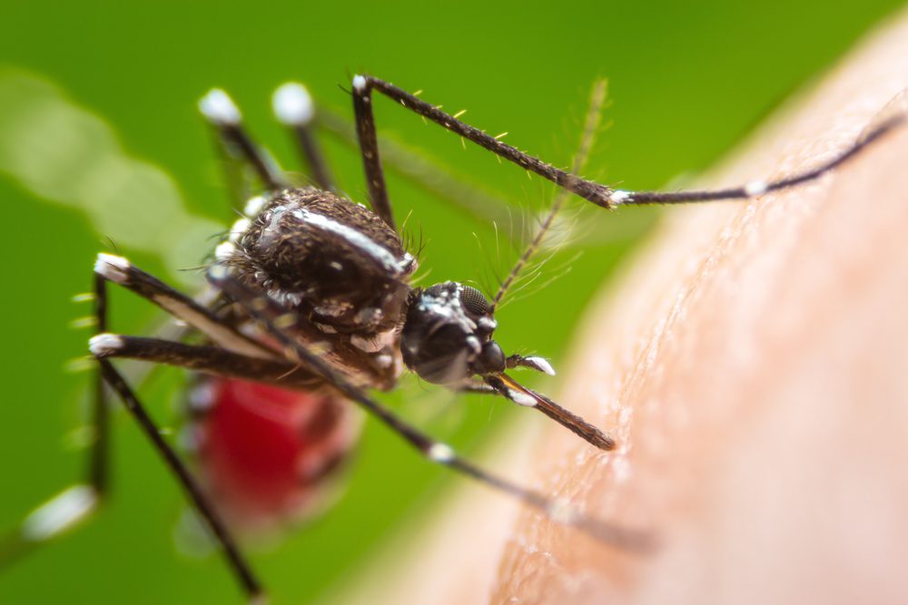 Prevent Mosquitoes from Breeding in Your Yard
