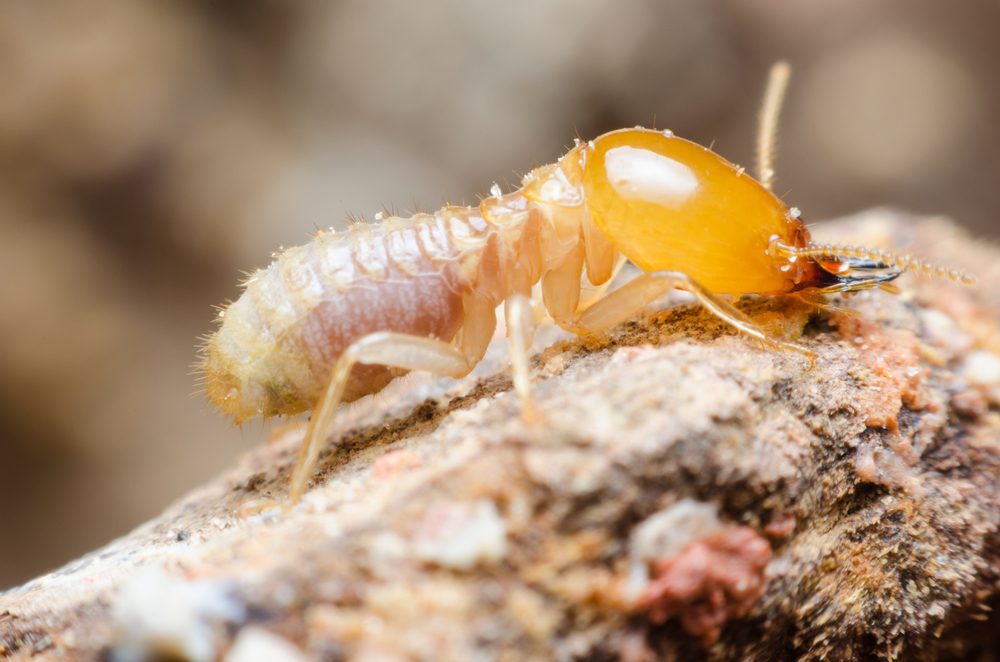 Termite, alone on a piece of wood.