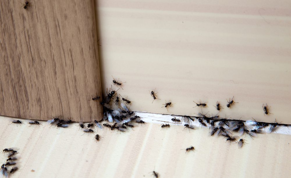 Why Do I Suddenly Have Ants in My House?