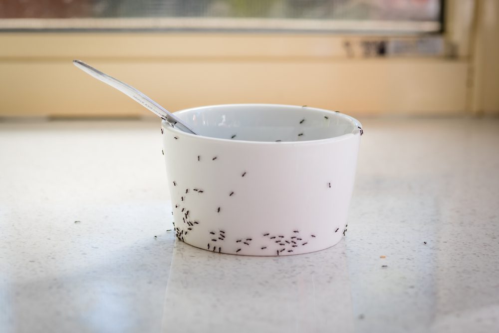 Black ants swarm a bowl of jam.