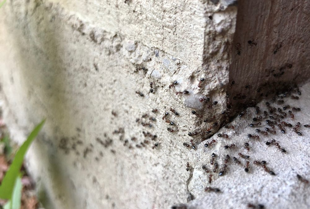 Here’s Why You Need to Get Rid of Ants