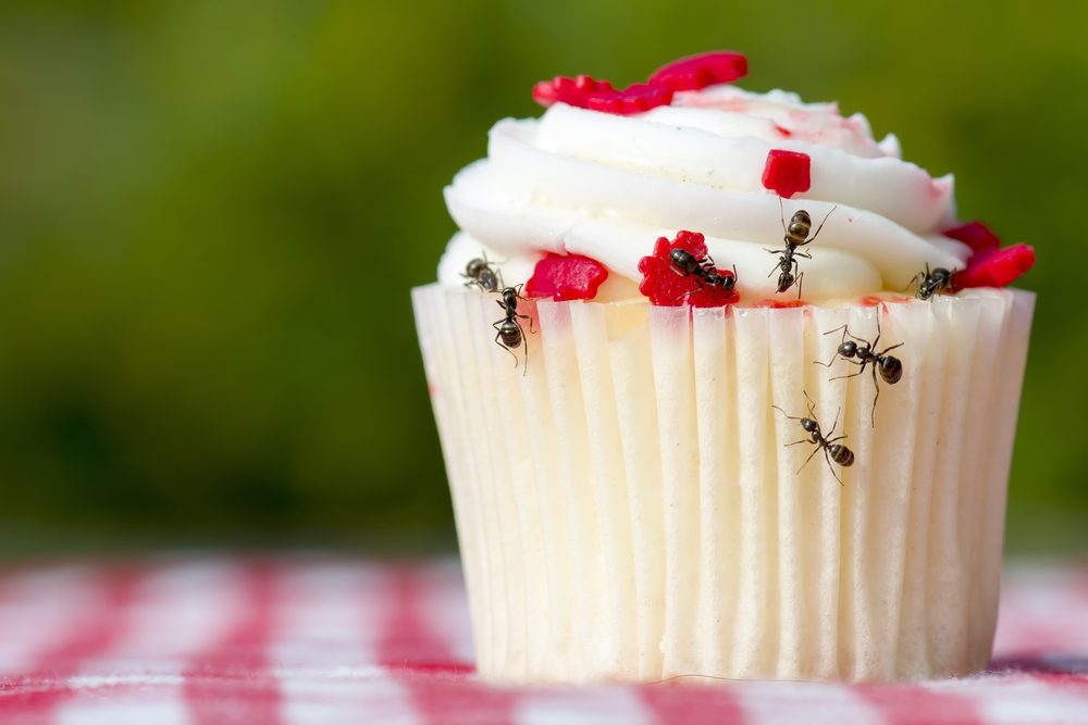 Closeup view of ants on a cupcake