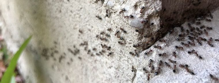 ant infestation brisbane