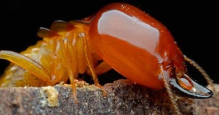 termites problems in australia
