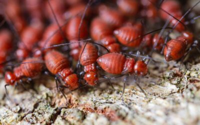 Termites – Brisbane Pest Control
