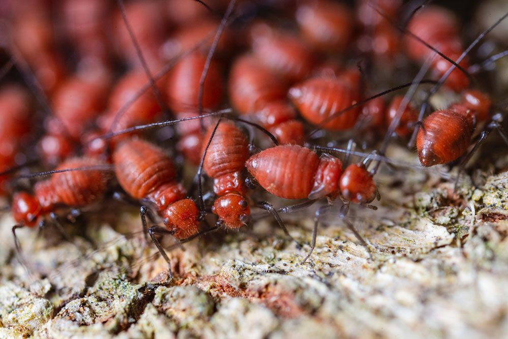 Termites – Brisbane Pest Control
