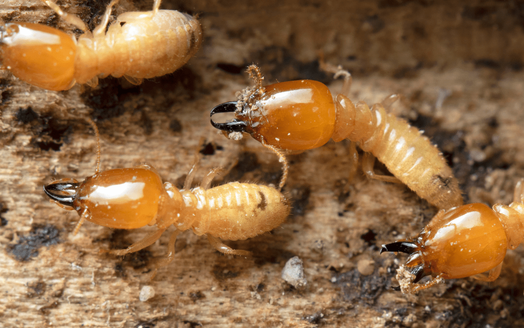 What Do Termites Look Like in Australia?