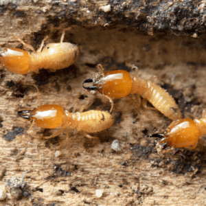 What termites look like