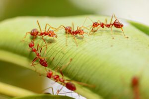 fire ants australia